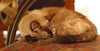 Ryon (Skorz) > PeeBee sleeps it off.