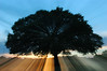 The sun sets behind a live oak tree in Zilker Park. 

The effect was created by starting a half-second exposure with my 18-70mm zoom lens set to 24mm, and smoothly but quickly zooming to 50mm after about 1/4 of a second had elapsed.

Thanks to my friend Jing for dubbing this the "puschhhhhhhhhhhew" effect. Please let me know if I spelled that wrong, Jing!